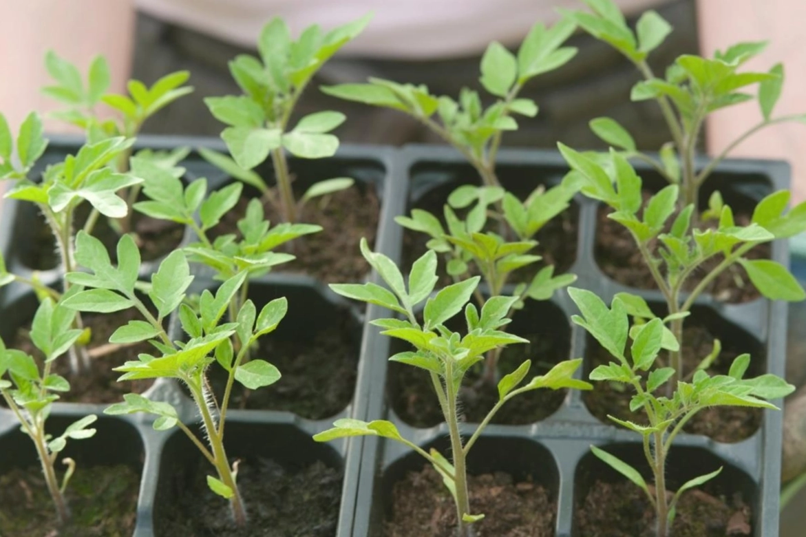 Milas’ta kışlık fidelerde yüzde 50 hibe desteği başlıyor!